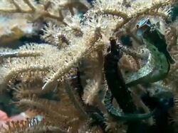 Sea Horse Stock Footage