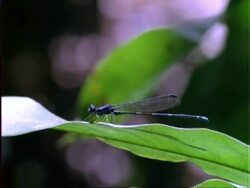 Damselfly, MS blue damselfly on leaf, flies off, Panama Stock Footage