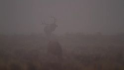 WS  shot of large bull elk (Cervus canadensis) bugling in the pre dawn fog Stock Footage