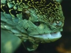 Snake drinking from rain in Indian rainforest Stock Footage