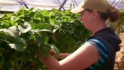 Female farm worker picks strawberries in poly tunnel Stock Footage