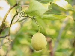 Lemon tree Stock Footage