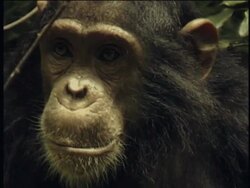 CU, Chimpanzee (Pan troglodytes), headshot, Gombe Stream National Park, Tanzania Stock Footage