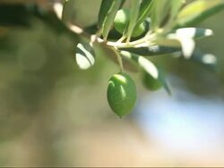 HD: Olive Tree Branches Shacked by Wind Stock Footage