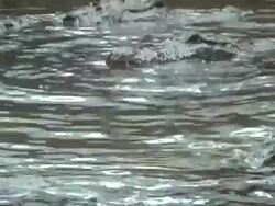 florida gators Stock Footage