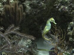 Seahorse 1 - HD 1080/30F Stock Footage