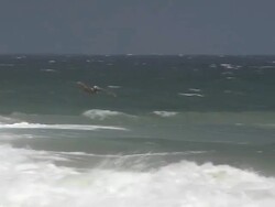 MS TS Shot of Brown pelican flying low over shore and waves / Cabo San Lucas, Baja California Sur, Mexico Stock Footage