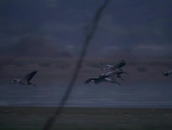 European Crane (Grus grus) group in low flight over wetland, North East Extremadura in Dehesa. Stock Footage