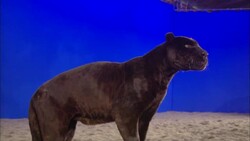 A black panther stands in front of a blue screen, then licks a stick held by a hand. Stock Footage