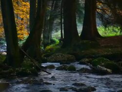HD Stream in Autumn Forest (Panning) Stock Footage