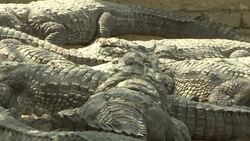 Crocodile fed tasty treats as part of colourful festival Instructional Video