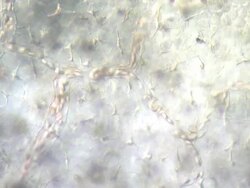 Blood cells moving through capillaries of tail of tadpole of Toad Bufo bufo Stock Footage