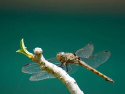 Dragonfly Stock Footage