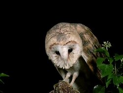 WS View of barn owl / Calvados, Normandy, France Stock Footage