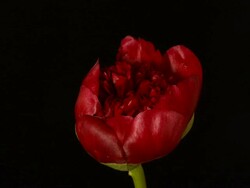 Red Paeony closing, black background, timelapse reversed. Stock Footage