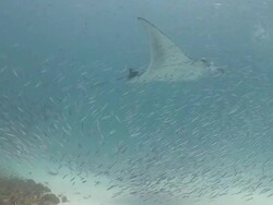 MS POV Manta ray at cleaning station / Hanifaru, Baa Atoll, Maldives    Stock Footage