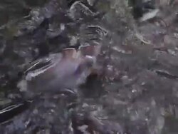 Pangasiidae bread. Stock Footage