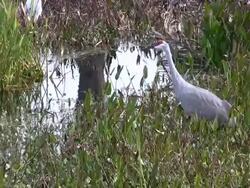 Cranes Vocalizing Stock Footage