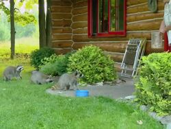 MS ZI Woman giving feeds to raccoons in front of log cabin / Tweed, Ontario, Canada Stock Footage