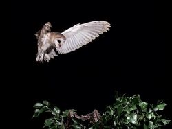 MS SLO MO Shot of barn owl Landing on Branch / Vieux Pont en Auge, Normandy, France Stock Footage