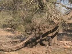 Desert Elephant (Loxodonta africana) camouflaged behind branches, Ugab River Basin, Namibia: desert-dwelling population of African Bush Elephant though not distinct subspecies Stock Footage