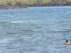 WS View of Surfers at sea / Rapa Nui National Park, Easter Island, Chile  Stock Footage