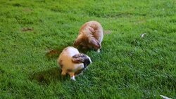 Rabbit on grass Stock Footage