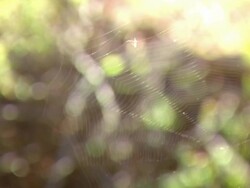MS Shot of Spider web with web strands glistening / Namaqualand, Northern Cape, South Africa Stock Footage