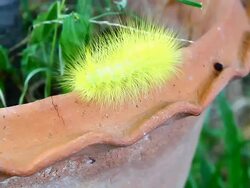 worm crawling Stock Footage