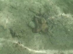 Afraid octopus HD Stock Footage