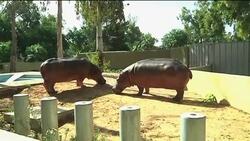 Keepers name rare oryx calf "Hurriyah" - meaning freedom in Arabic News Clip