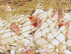 ECU Chickens in baskets / Kolkata, West Bengal, India Stock Footage