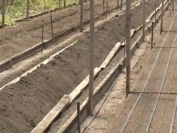 Lisianthus Flower Farm Stock Footage