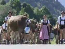 MS Ceremonial driving down of cattle from mountain pastures into valley in autumn / SchÃƒÂ¶llang, Bavaria, Germany Stock Footage