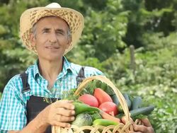 Farmer Picking Vegetables Stock Footage