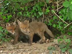 MS Shot of Red Fox (Vulpes vulpes) mother and cub standing at den entrance / Calvados, Normandy, France Stock Footage