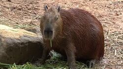 Capybara Stock Footage