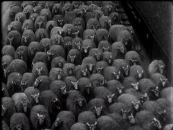 Hyde Park sheep lose their wool. News Clip