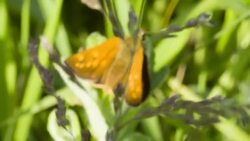 Butterfly Sitting On Green Leaf, Macro Hd Stock Footage