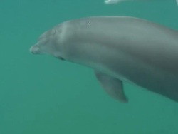 Dolphins Swimming Underwater News Clip