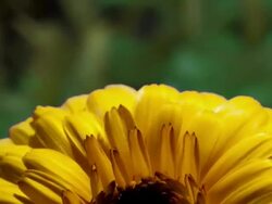 ECU T/L Shot of yellow chrysanthenum flower blossoming / Studio City, California, United States Stock Footage