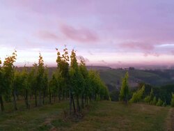 HD TIME LAPSE: Cloudscape Over The Vineyards Stock Footage