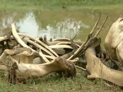 MCU pan right over Elephant bones by pond Stock Footage