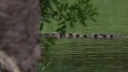 A reptile swims in a Florida swamp behind a tree. Stock Footage
