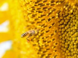bee aim at sunflower Stock Footage