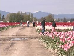 Tulip Farm #09 Stock Footage