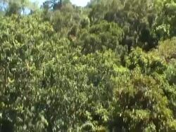 Lush forest Stock Footage