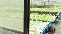 Hydroponics Vegetable Stock Footage