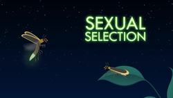 Nature's Living Fireworks Instructional Video