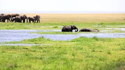 Elephants Fight Trainings Stock Footage